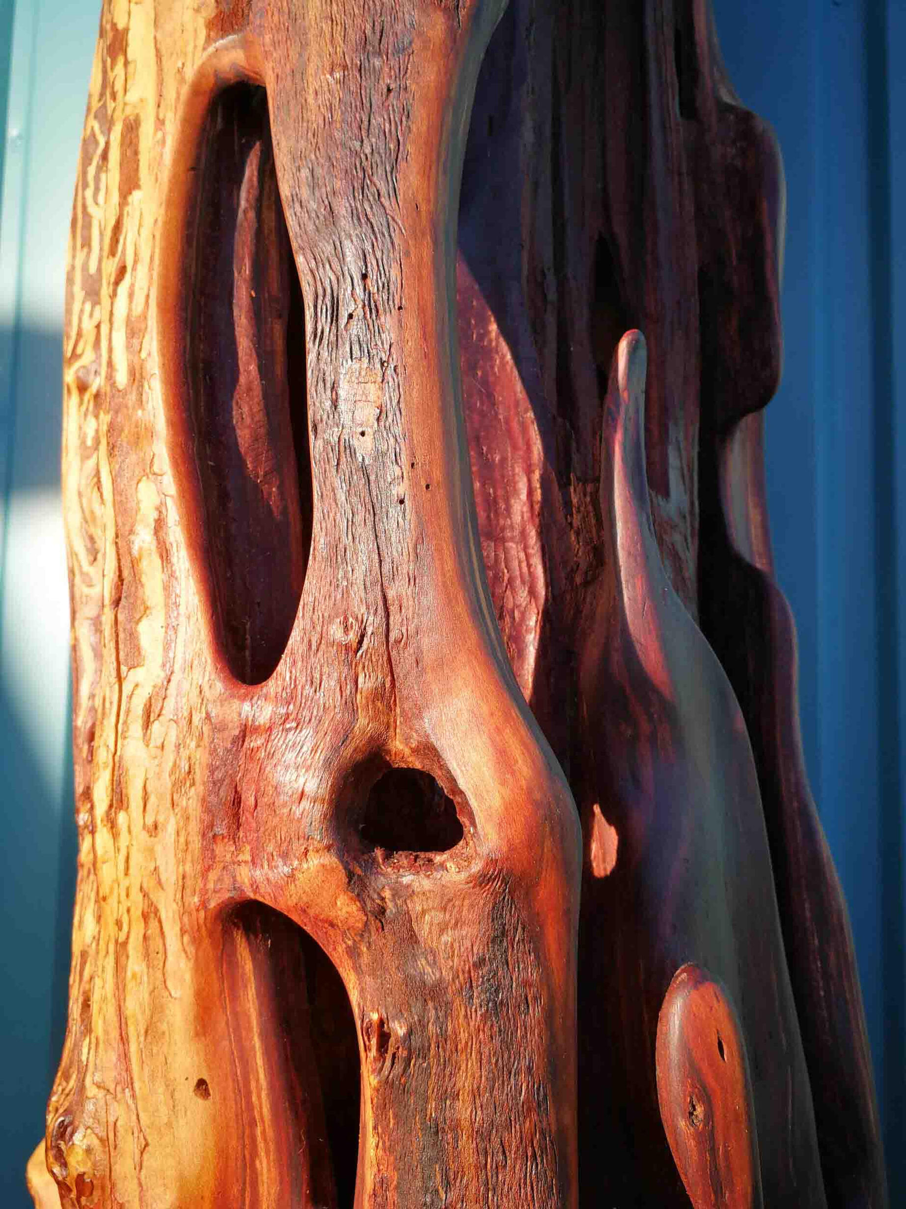 PLUM TRUNK CLOSE UP 2020